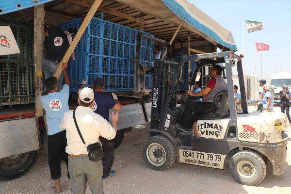 Suriye'nin mülteci hayvanları Türkiye'de!