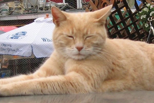 Kedi belediye başkanı öldü