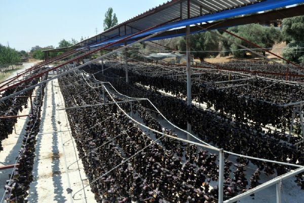 Amerika'nın 'Silikon Vadisi'ne Nazilli'den rakip; Patlıcan Vadisi