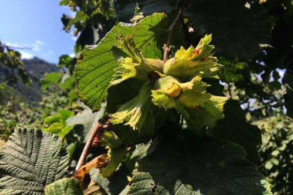 Fındık hasadı rötar yaptı