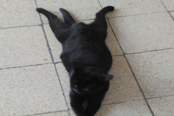 Sirkeci Garı'nda patilerini üst üste atarak uzanan kediye yoğun ilgi