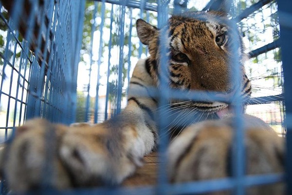 Halep'ten getirilen hayvanların tedavisine başlandı