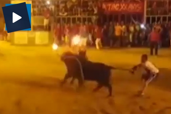 Böyle vahşet görülmedi! Boğanın boynuzlarını ateşe verdiler!