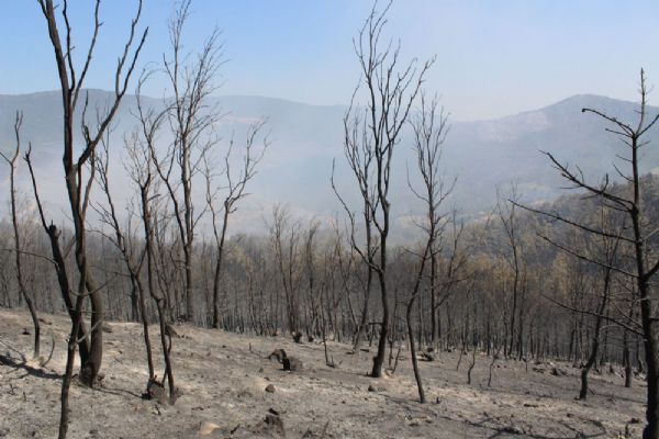 500 hektarda etkili olan yangın kısmen kontrol altında