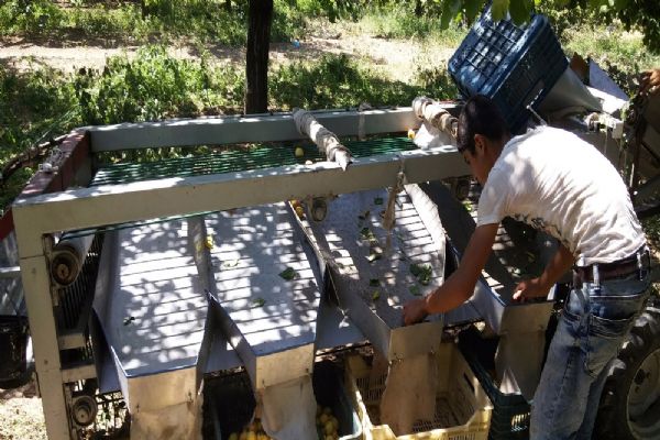 Kayısı üreticilerinin işini kolaylaştıracak makine tasarlandı