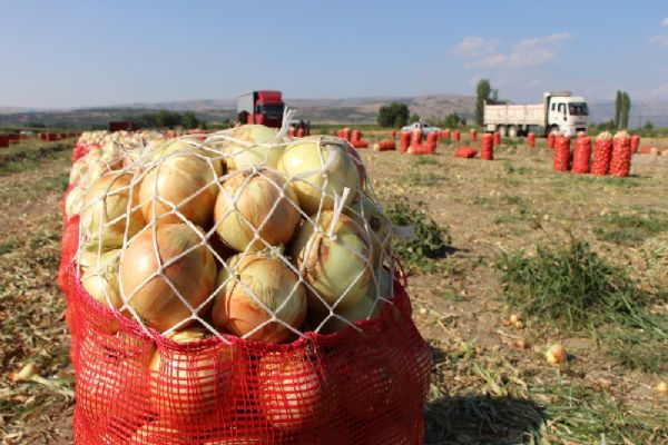 Soğanın fiyatı tarlada iki kat yükseldi