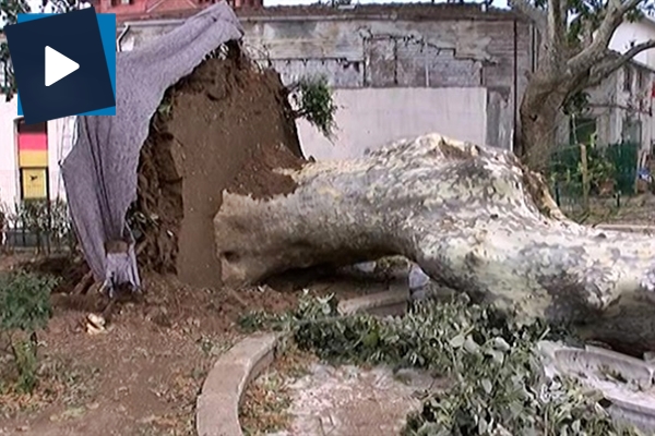 Çengelköy'de asırlık çınar devrildi