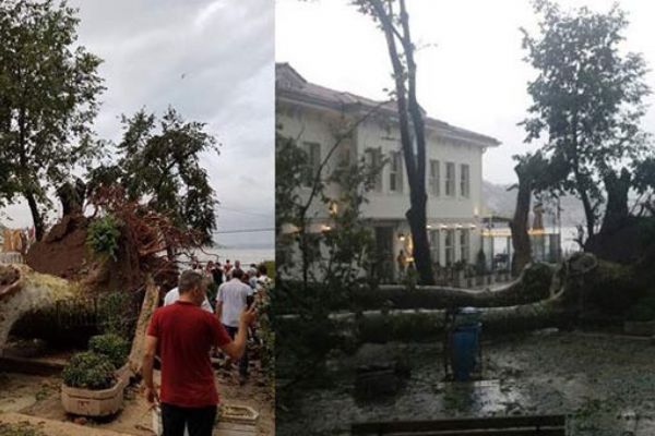 Tarihi Çengelköy Çınarı yeniden dikilecek