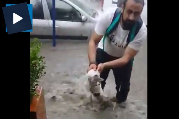 İklim değişikliği şehir hayvanlarını da tehdit ediyor