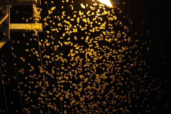 Şırnak'da kelebek ve sinekler istila etti!