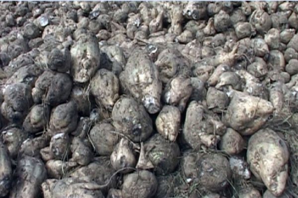 Trakya'da şeker pancarı üretimi azalıyor