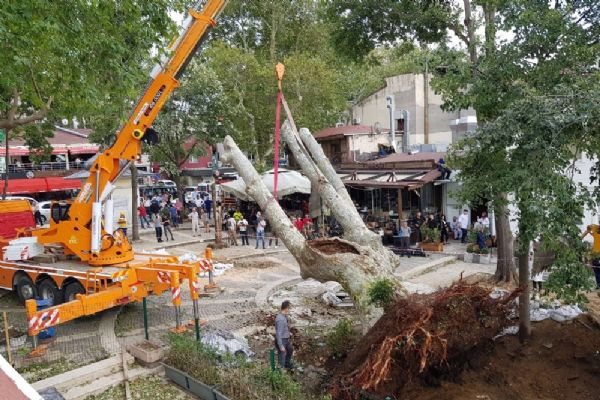 Çengelköy'de fırtının devirdiği asırlık çınar tekrar yerine dikildi