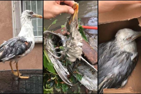 Doludan yaralanan martıları vatandaşlar veterinere getirdi