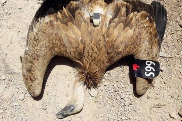 Türkiye sınırında esrarengiz kuş!