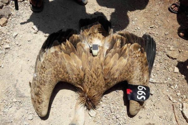 Suriye sınırında 'casus kuş' yakalandı