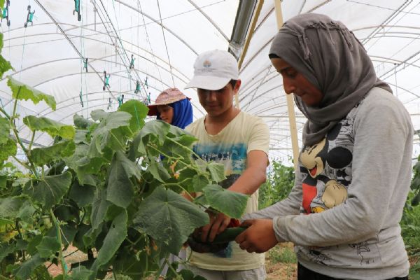 Suriyeliler konteyner kentte kendi sebzelerini yetiştiriyor