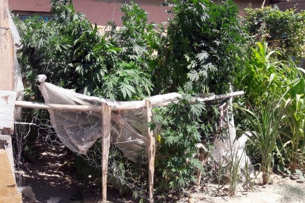 Konya'da bahçesinde Hint keneviri bulunan kadın: Esrar olduğunu bilmiyordum