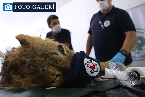 Suriye'deki savaş mağduru hayvanlar Türkiye'de