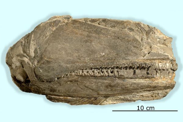 ABD'de 250 Milyon Yıllık Fosil bulundu!