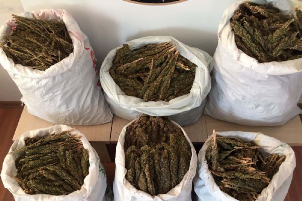 46 kilo esrar ele geçirildi