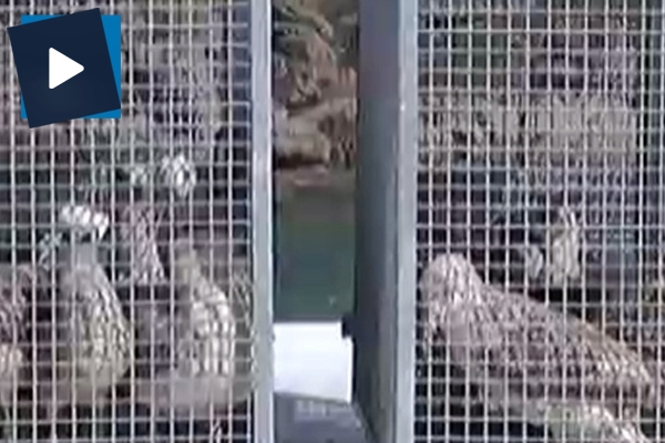 Dolu felaketinde yaralanan martılar doğaya bırakıldı