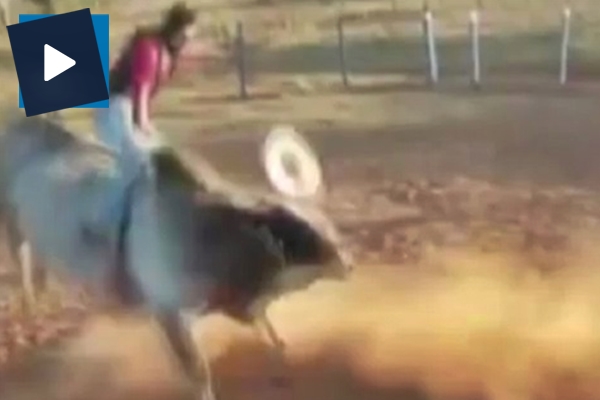 Öfkeli boğanın tekmeleri rodeocuyu öldürdü