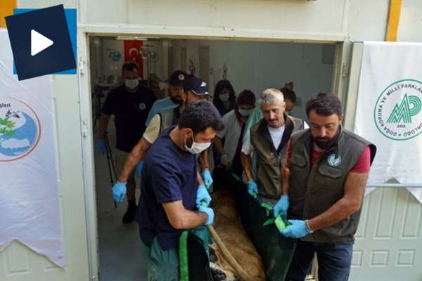 Suriye'deki yaban hayvanları Türkiye’ye getirildi