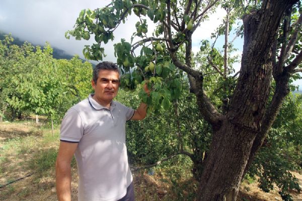 Hatay'da asırlık armut ağacında dört farklı lezzet