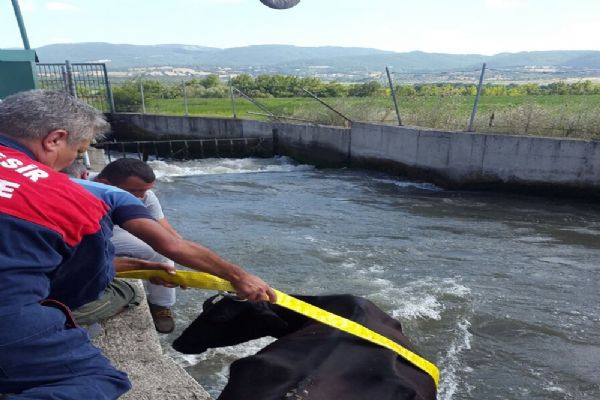 Balıkesir'de sulama kanalına düşen ineği itfaiye kurtardı