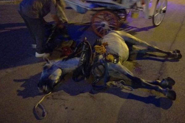 Antalya'da insanlık dışı kare