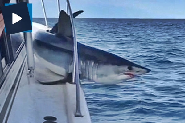 Köpek balığı güverteye sıkıştı!