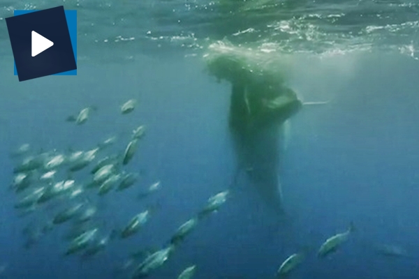 Deniz canlılarının avlanma anı