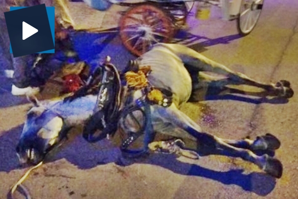 Antalya’da yürekleri sızlatan görüntü