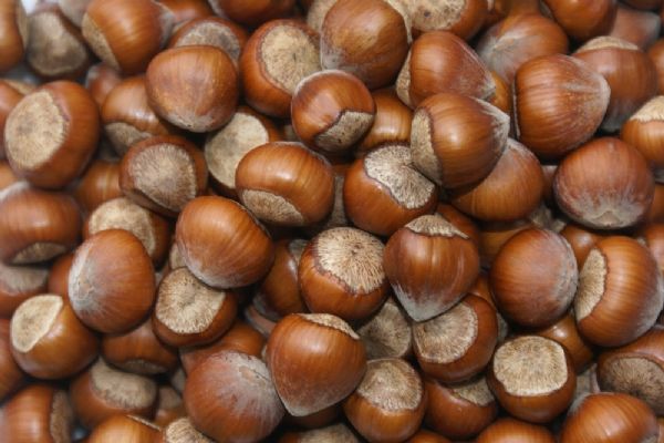 Karadeniz Bölgesin.2de ihracatta fındık dışındaki ürünlerde artış