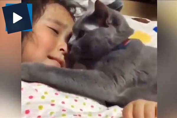 Ağlayan kızı kedi teselli etti