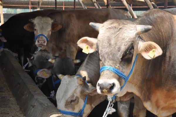 Kurbanlıklar pazara çıktı