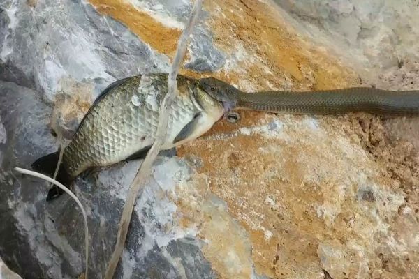 Konya'da yılana av olmaktan kurtulan sazan balığının zor anları
