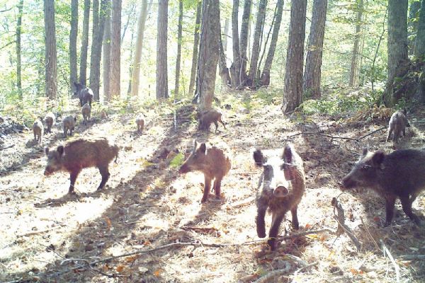 Yaban hayatı fotokapanla görüntülendi