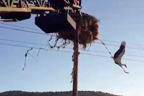 Elektrik telinde mahsur kalan leylek kurtarıldı