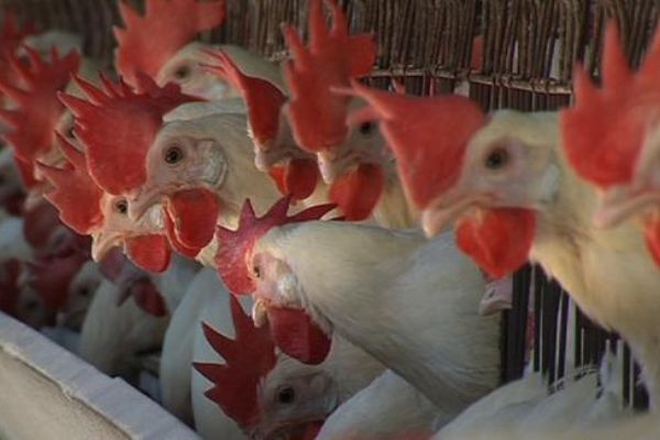 Sivas Valiliği'nden kuş gribi açıklaması