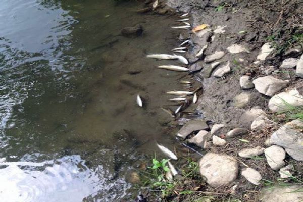 İstanbul'da büyük Melen'de yüzlerce balık karaya vurdu