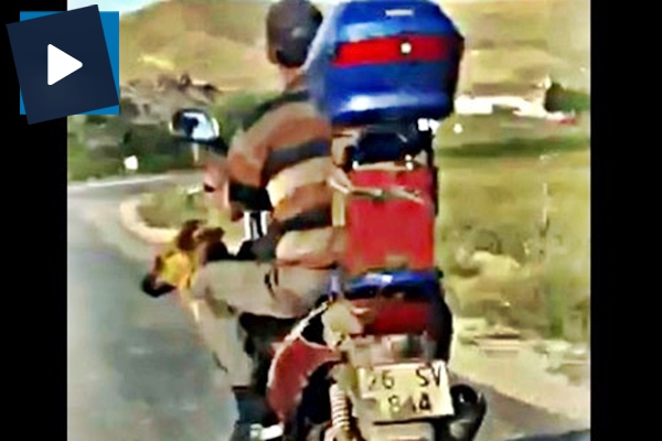 Köpek ile tehlikeli yolculuk