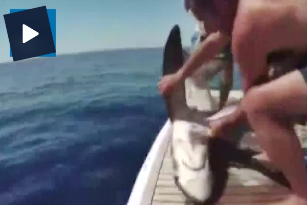 Yakaladığı köpek balığını serbest bıraktı