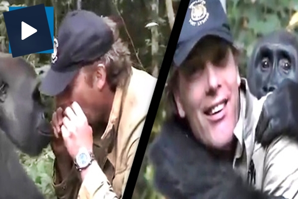 5 sene sonra arkadaşını gören gorilin duygu dolu anları