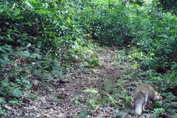 Zonguldak'ta yaban hayvanları foto kapanda görüntülendi
