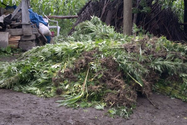 Ordu'da Devletin arazisinde kenevir yetiştirmişler