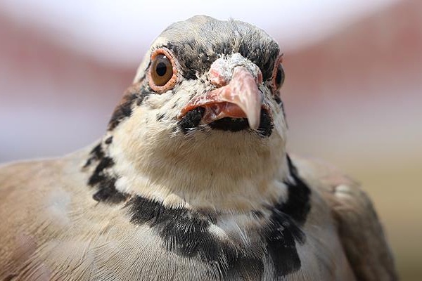 5 bin 500 keklik doğaya salındı