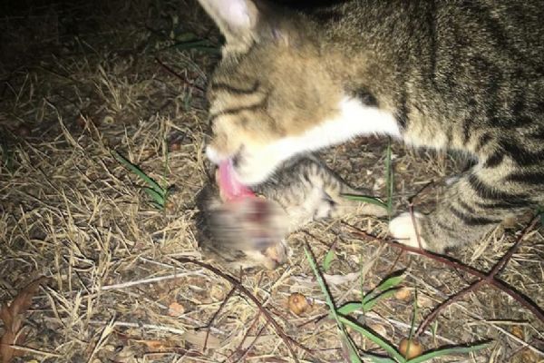 Antalya'da 20 kedi katledildi