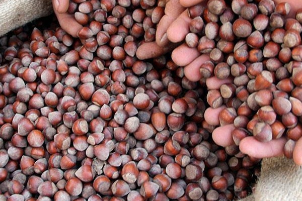 Pazara 445 bin ton fındık indi