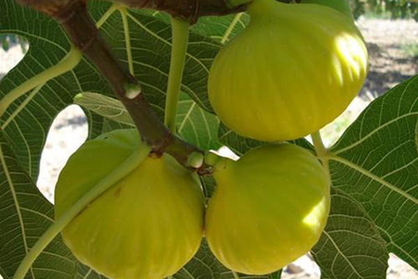 Beyaz incirin bilinmeyen faydaları